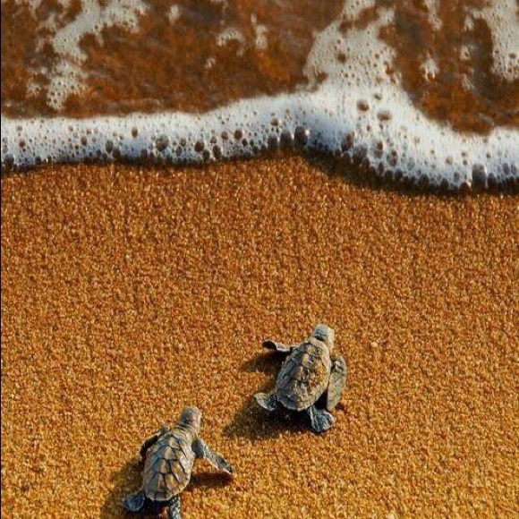 Meet your Posher, Sc - Picture 1 of 1